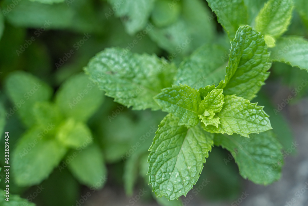 Spearmint, also known as garden mint, common mint, lamb mint and mackerel mint, is a species of mint, Mentha spicata. Changqi Town, Chishui City, Guizhou Province, China. Spearmint, also known as garden mint, common mint, lamb mint and mackerel mint, is a species of mint, Mentha spicata. Changqi Town, Chishui City, Guizhou Province, China.