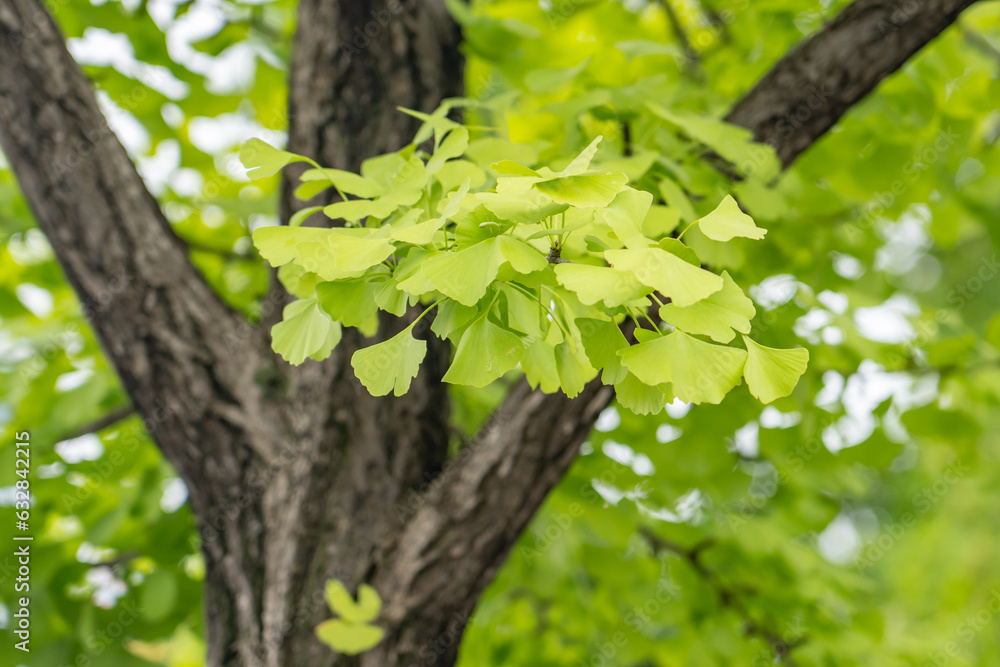 Ginkgo biloba, commonly known as ginkgo or gingko, maidenhair tree. is a species of gymnosperm tree native to China, South Korea, Seoul, Sejongno, Gyeongbokgung
Ginkgo biloba, commonly known as ginkgo or gingko, maidenhair tree. is a species of gymnosperm tree native to China, South Korea, Seoul, Sejongno, Gyeongbokgung