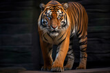 Striking Full-Body Capture of a Sumatran Tiger