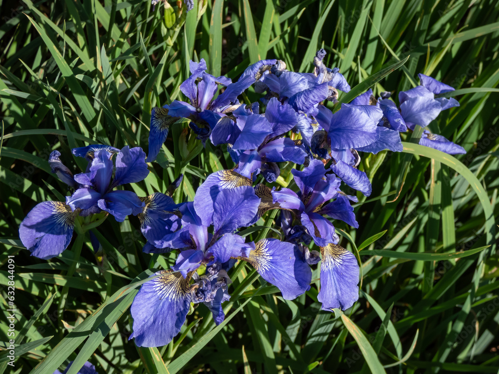 Siberian iris (Iris sibirica) 'My love' with slender sword shaped