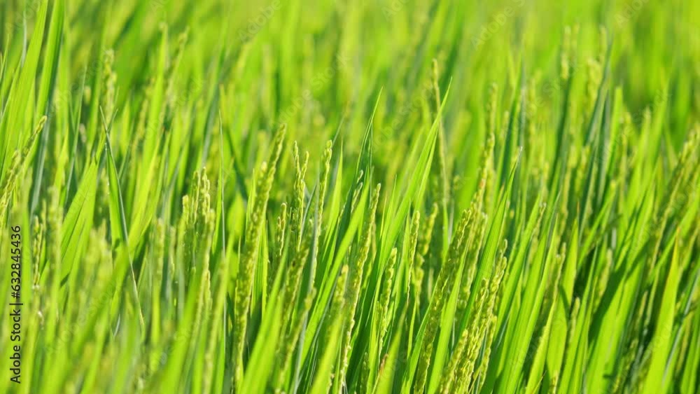 Rice ears bearing fruit, harvest, agriculture, paddy field Rice ears bearing fruit, harvest, agriculture, paddy field