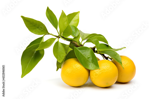 Lemons with leaves isolated on white background photo