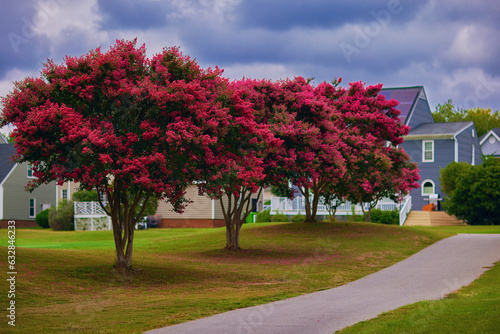 Wallpaper Mural lush blooming crape myrtle trees on green lawn in a neat neighborhood Torontodigital.ca