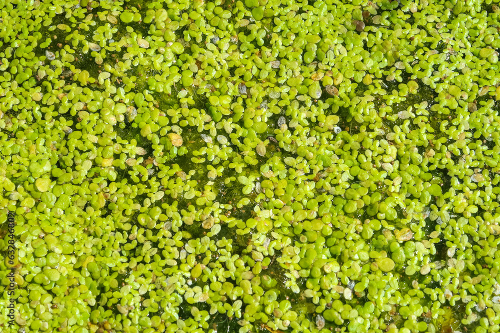 Duckweed flowering flower plant herb nature natural detail close up