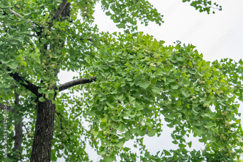 Ginkgo biloba, commonly known as ginkgo or gingko, maidenhair tree. is