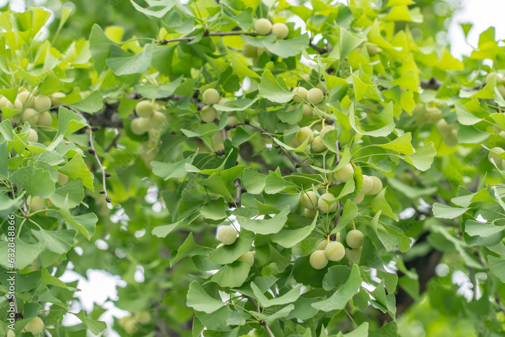 Fototapeta premium Ginkgo biloba, commonly known as ginkgo or gingko, maidenhair tree. is a species of gymnosperm tree native to China, South Korea, Seoul, Sejongno, Gyeongbokgung 