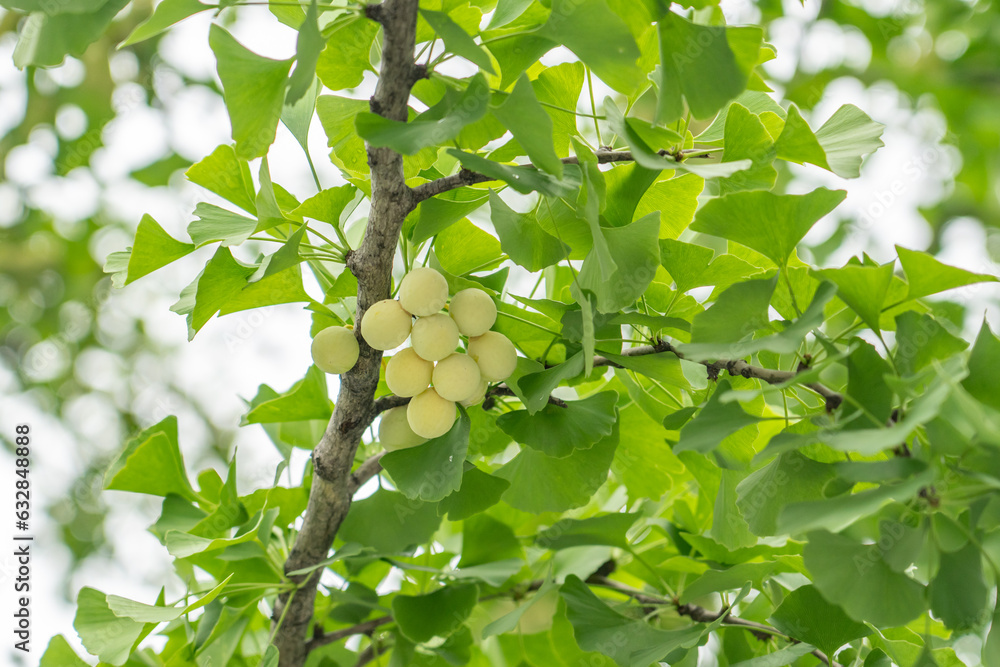 Ginkgo biloba, commonly known as ginkgo or gingko, maidenhair tree. is