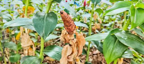 close up on dead Costus spicatus, also known as spiked spiralflag ginger or Indian head ginger, is a species of herbaceous plant in the Costaceae family (also sometimes placed in Zingiberaceae).
