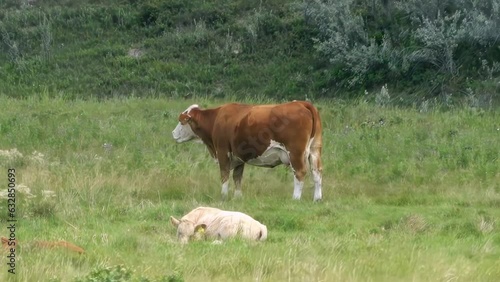 A Braford female cattle. A cross between a Hereford bull and a Brahman cow. Conversely, it can also be a cross between a Brahman bull and a Hereford cow. photo