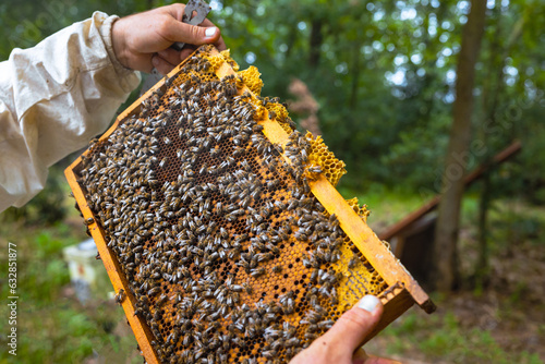 Honeycomb frame with full of bees on the hands of a beekeeper in apiary