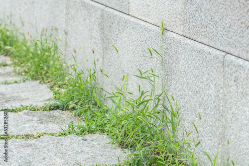 Setaria viridis is a species of grass, green foxtail, green bristlegrass, and wild foxtail millet.   South Korea, Seoul, Sejongno, Gyeongbokgung
 photo