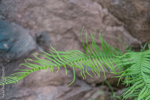 Pteris vittata,  Chinese brake, Chinese ladder brake, or simply ladder brake, is a fern species in the Pteridoideae subfamily of the Pteridaceae, Changqi Town, Chishui City, Guizhou China photo