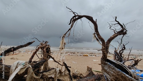 dead tree on the Mansoon beach