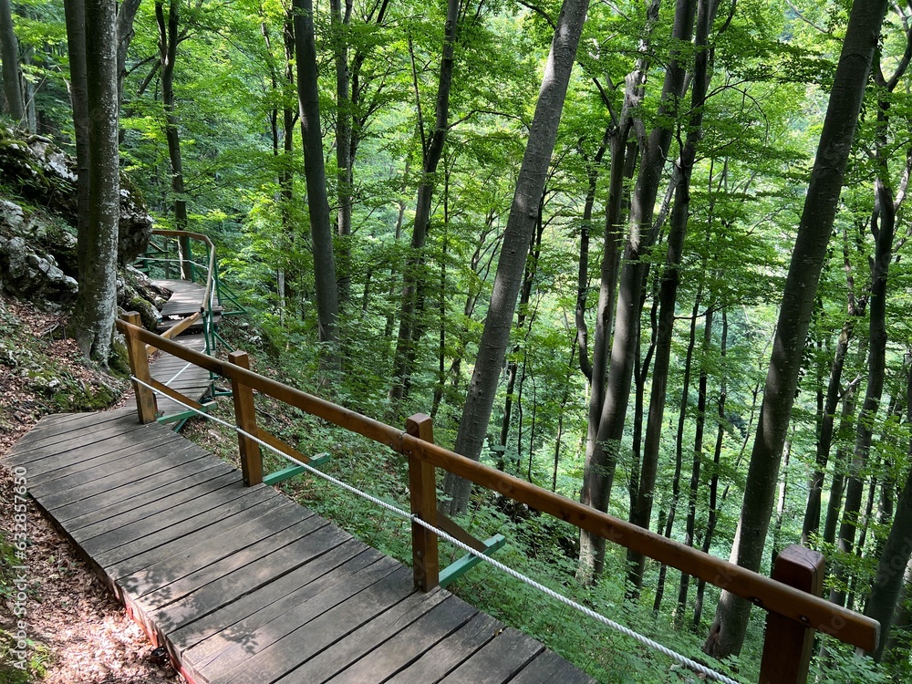 Obraz premium Walking and hiking trails in the forest park Jankovac or Count's educational trail in Jankovac - Papuk nature park, Croatia (Grofova poučna staza na Jankovcu - Park prirode Papuk, Hrvatska)