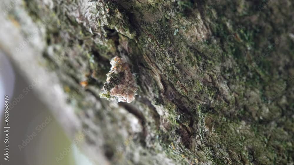 A lacewing larva covered in lichens to camouflage against its predators and prey. A lacewing larva covered in lichens to camouflage against its predators and prey.