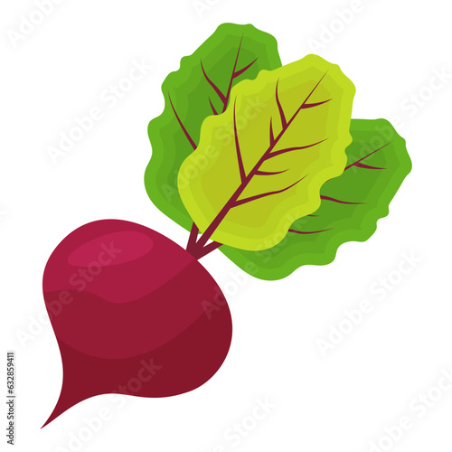 beetroot isolated on white background vector illustration