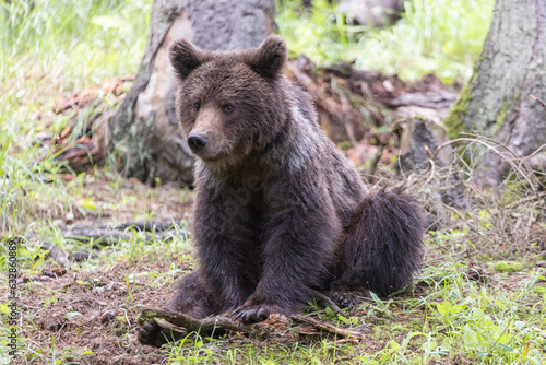 Cute brown bear in the forest sitting on the ground on its but