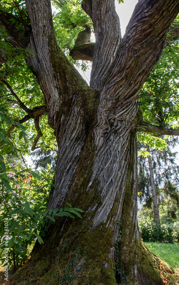 Fototapeta premium Monumental chestnut (Castanea sativa) with twisted trunk on the Garda Lake (Tignale – Garda Lake - Italy)