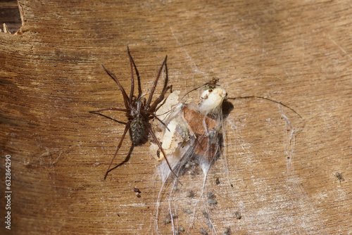 Housespider (Tegenaria), probably dust spider, dustbunny spider (Tegenaria atrica). Family funnel-web spiders (Agelenidae). On an old weathered wooden board with web and young nymphs. Summer, July,  photo