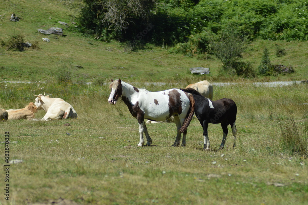 cheval en liberté - Lac d'Estaing cheval en liberté - Lac d'Estaing