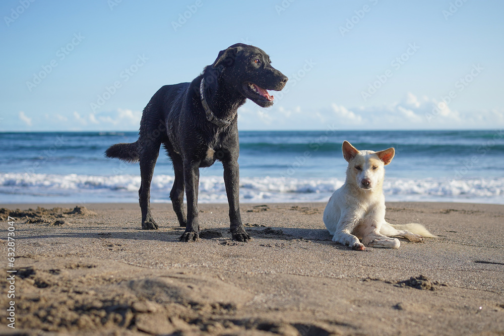 Dog's pose at beach in Bali (Indonesia) Dog's pose at beach in Bali (Indonesia)