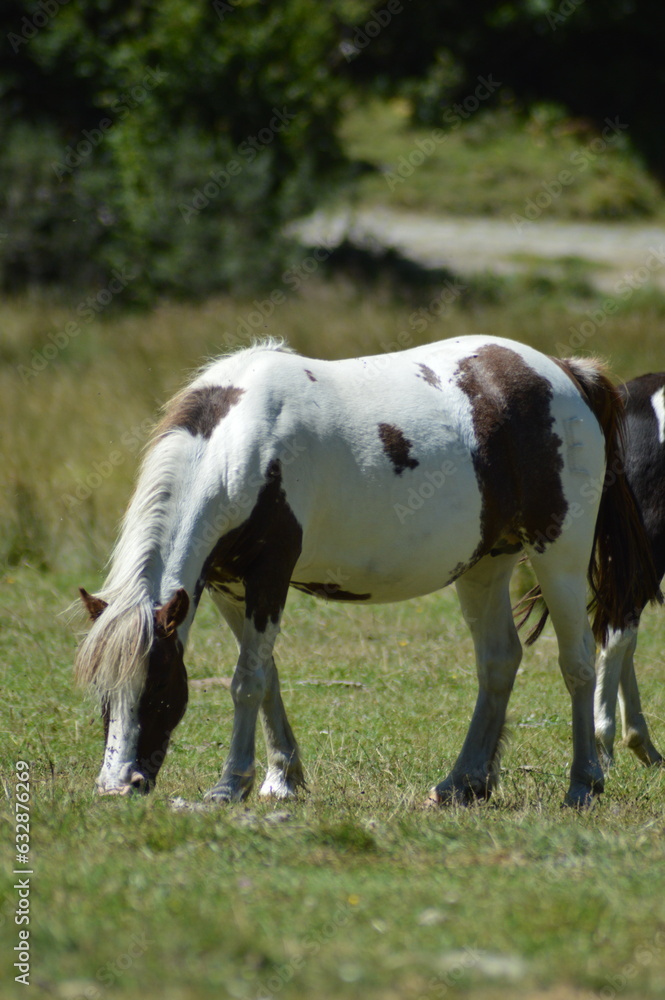 cheval en liberté - Lac d'Estaing cheval en liberté - Lac d'Estaing