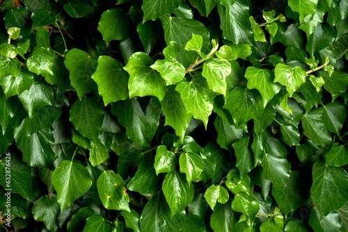 Wallpaper Mural ivy on a wall Torontodigital.ca