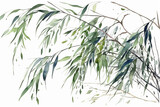 Elegant weeping willow branches with long, slender leaves, Leaves Watercolor, 