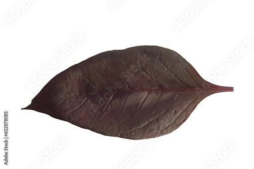 leaf isolated on white background © Pakon