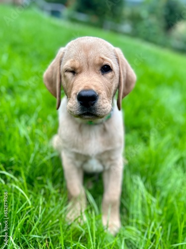 golden retriever puppy photo