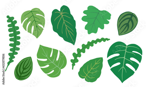 Set of green leaves illustration. Tropical plants, Monstera, Fish bone cactus, Philodendron selloum. Vector.