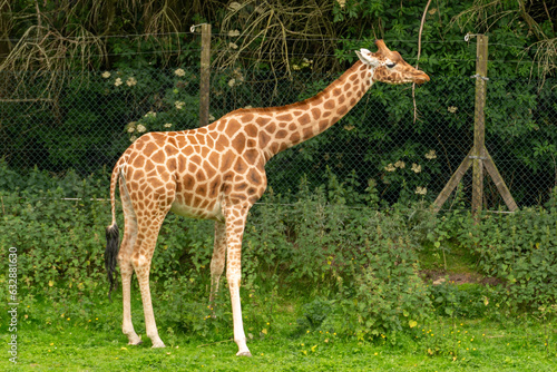 giraffe in the zoo blackpool