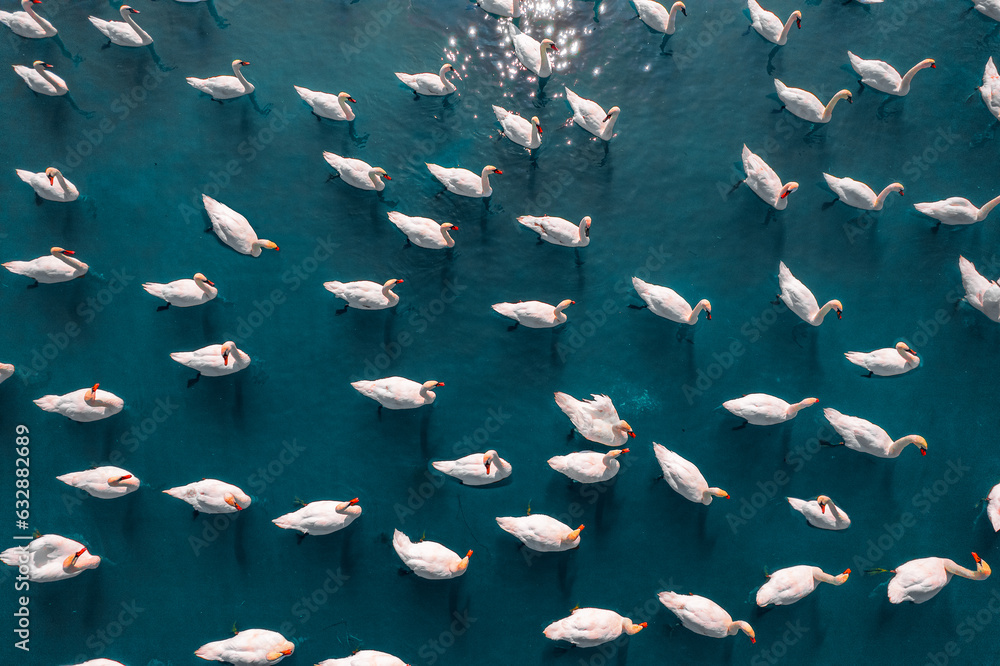 Aerial view of flock of swans - obrazy, fototapety, plakaty 