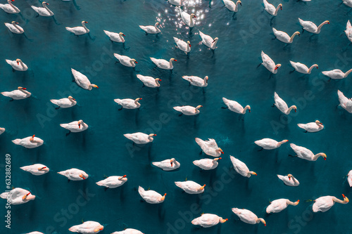 Aerial view of flock of swans