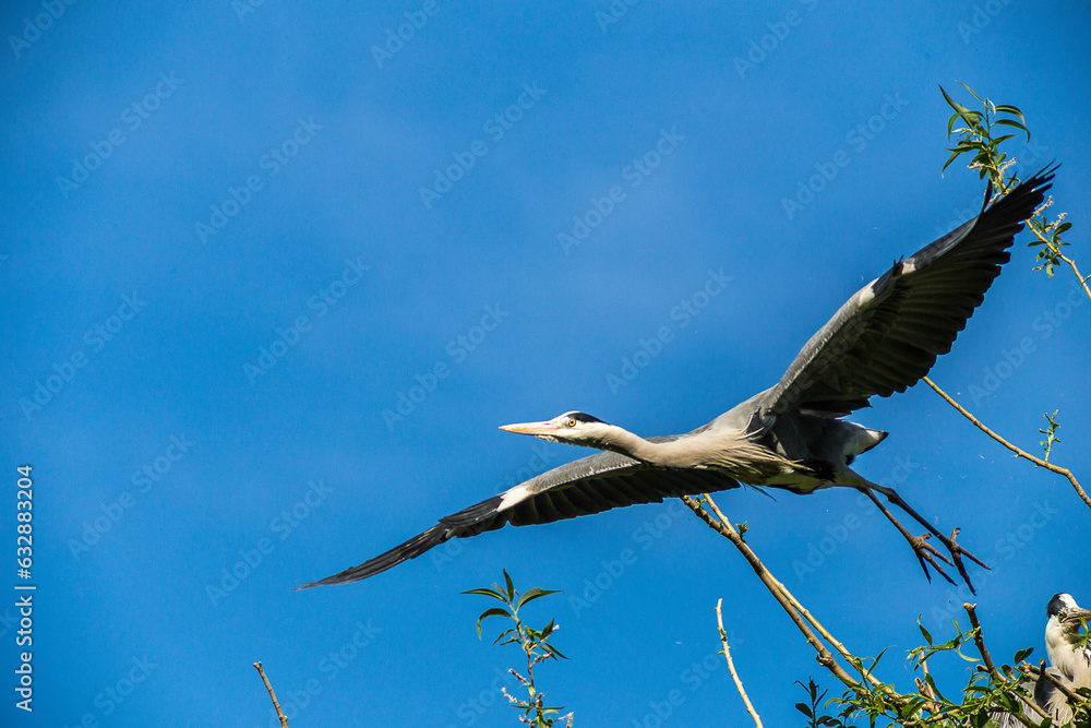 Obraz premium Flying Grey heron