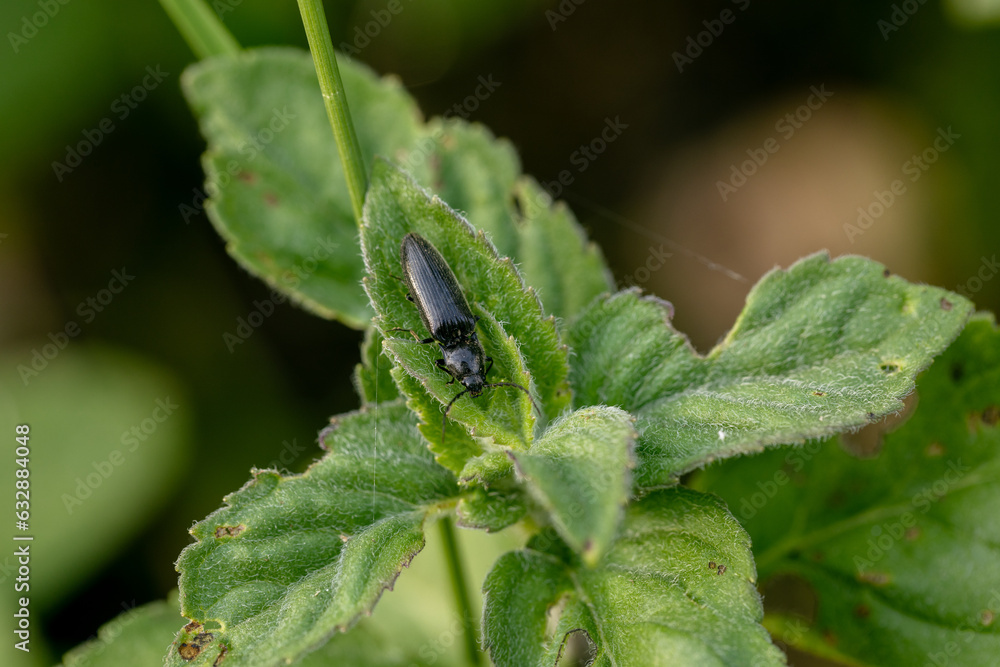 Beetle crawling on a stalk of grass .Insects are very active during the day.The Latin name for the beetle is Ctenicera pectinicornis. Beetle crawling on a stalk of grass .Insects are very active during the day.The Latin name for the beetle is Ctenicera pectinicornis.