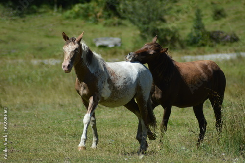 cheval en liberté - Lac d'Estaing © Clarisse