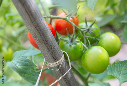 closeup on red tomatoes ripening in a vegetable garden attached to a guardian...
