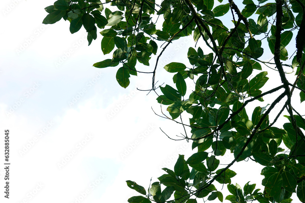 Tree branches with big green leaves on the background of bright white sky Tree branches with big green leaves on the background of bright white sky