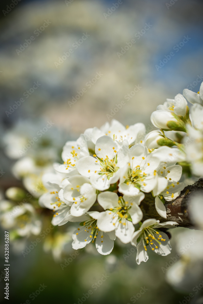 White flowers on a branch of a blossoming cherry tree in spring