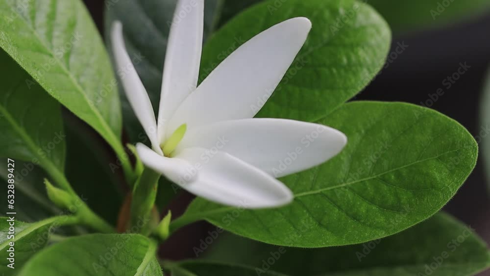 white flower isolated on the tree white flower isolated on the tree