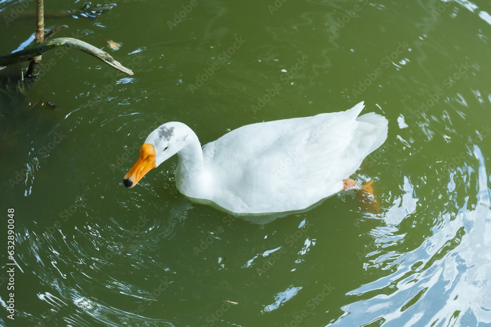 Naklejka premium A large white goose with an orange beak is swimming. By floating above the water to find food that swims in the swamp.