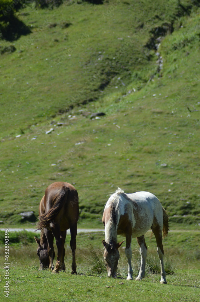 Obraz premium cheval en liberté - Lac d'Estaing