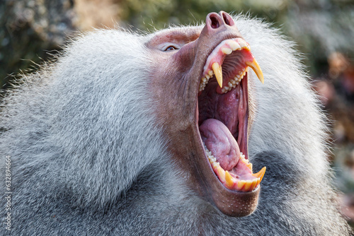 Hamadryas Baboon (Papio hamadryas) photo