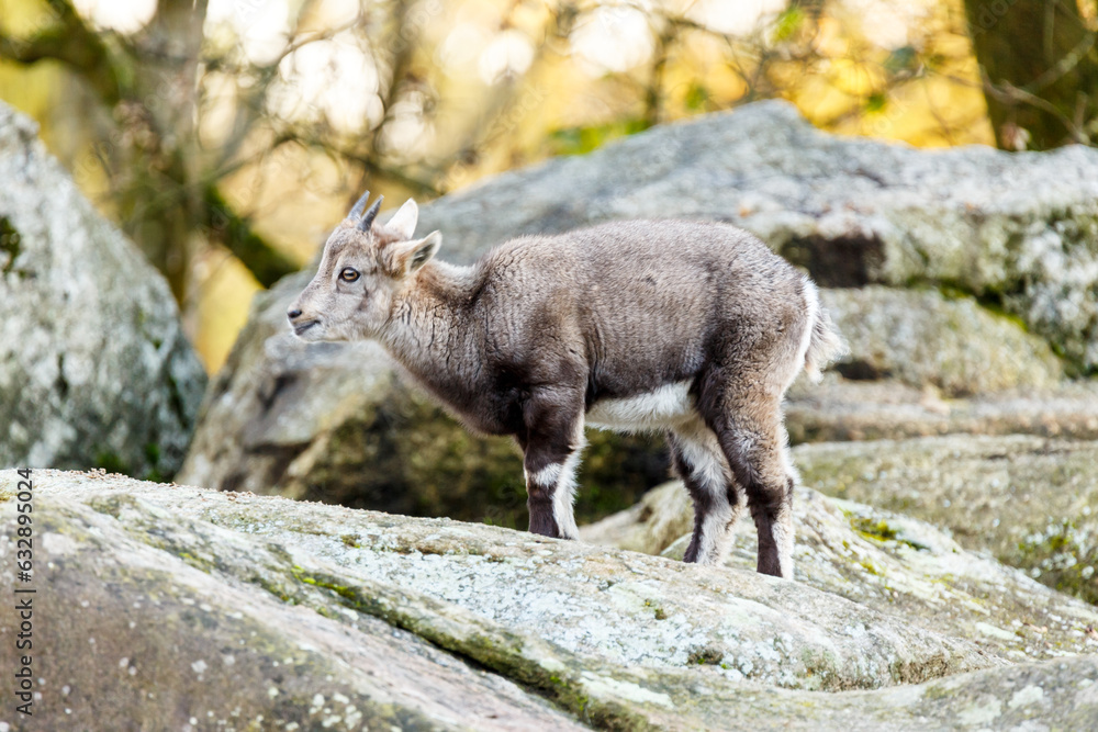 Young goats on rocks and boulders Young goats on rocks and boulders