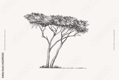 Graceful acacia in engraving style. Hand-drawn African savannah plant. Vintage botanical illustration on a light isolated background.