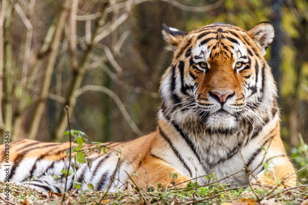 Fototapeta premium Portrait of a tiger