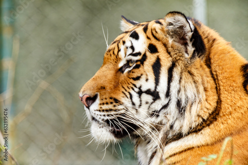 Fototapeta Naklejka Na Ścianę i Meble -  Portrait of a tiger