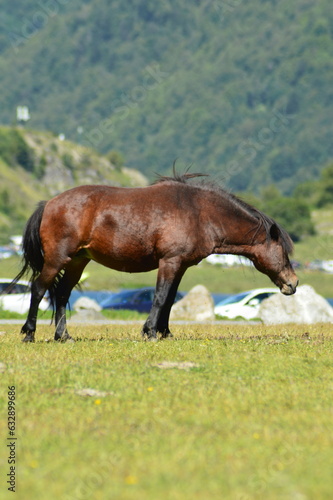 cheval en libert   - Lac d Estaing
