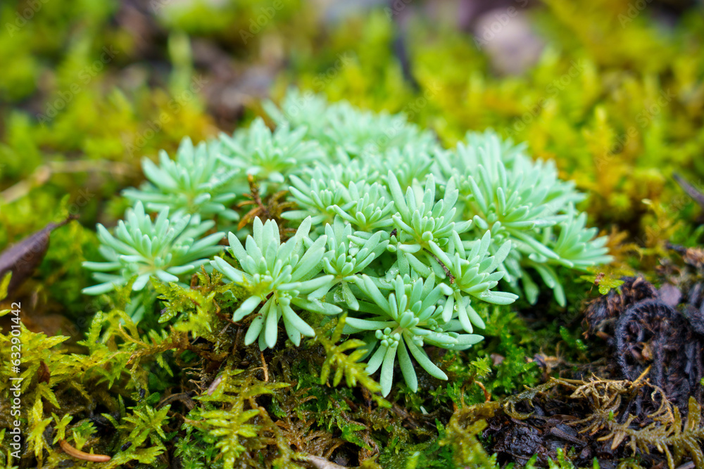 green moss on the ground green moss on the ground